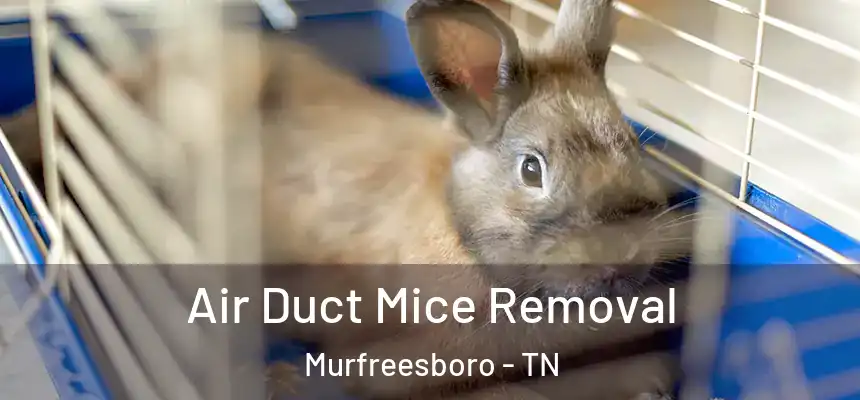  Air Duct Mice Removal Murfreesboro - TN